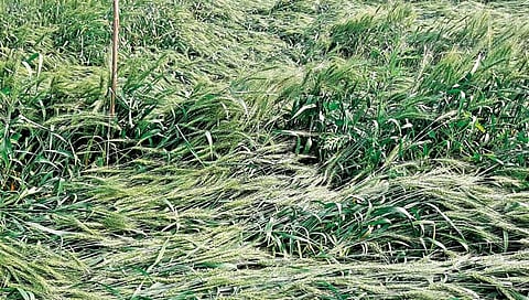 अवकाळीचा जोरदार तडाखा; सलग दुसर्या दिवशी राज्याच्या अनेक भागांत पाऊस