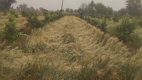 पैठण तालुक्यात अवकाळी पाऊस; वीज कोसळून दोन बैलांचा मृत्यू