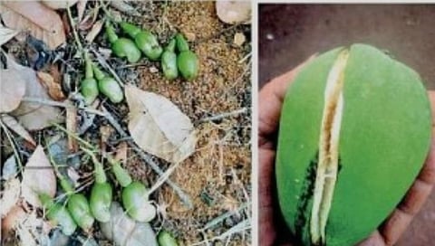 कोकणात काजू, आंब्याचे, विदर्भात गहू, संत्र्याचे नुकसान