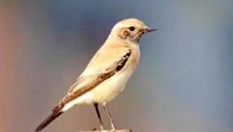 ठाणे : डोंबिवलीत आढळला आफ्रिकेतील दुर्मिळ रणगोजा