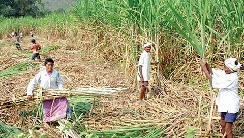 सातारा : जिल्ह्याची सरासरी ऊस तोडणी 730 रुपयांवर