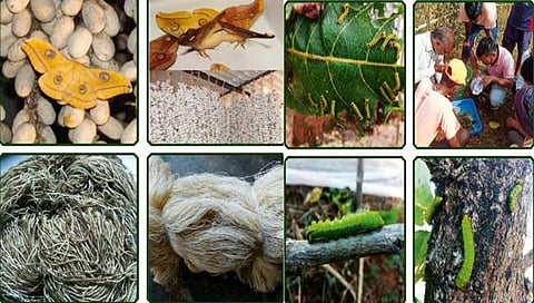 कोल्हापूर: शाहूवाडीतील ‘हे’ आहे ‘जंगल रेशीमचे गाव’; ऐनच्या ३८ वृक्षावर ५ हजार ७०० कोषांची निर्मिती