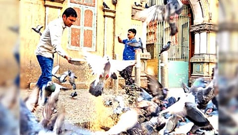 मुंबईकरांच्या जिवावर उठले कबुतरखाने! फुप्फुसाच्या आजाराचे रुग्ण तब्बल पाच पट वाढले