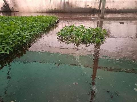 कळवण : अवकाळीने शेतात पाणी जमा झाले असून काढणीला आलेले पिकाचे नुकसान होत आहे. (छाया: बापू देवरे)