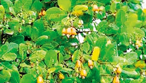 मुंबई-गोवा महामार्गाच्या दुतर्फा होणार काजू लागवड