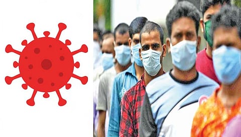 ‘रॅकून’ कुत्र्यामुळे बळावला कोरोनाचा प्रादुर्भाव; जागतिक आरोग्य संघटनेचा दावा