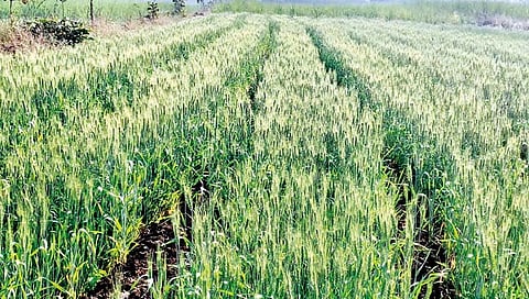 सांगली : शिराळा तालुक्यात शाळू, गहू जोमात