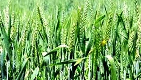 गव्हाचे उत्पादन ४० टक्के घटण्याचा धोका