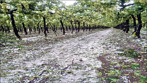 नाशिक : गारपीटीमुळे द्राक्षबागामध्ये गारांचा असा सडा पडला आहे.