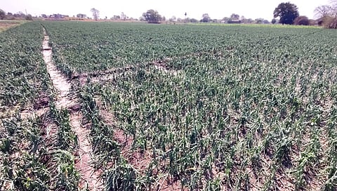 चांदवड : पन्हाळे येथील कांदा उत्पादक शेतकरी सूर्यभान नरहरी वाघ यांचे २० एकर क्षेत्रातील कांदा पिकांचे गारपिटीमुळे झालेले नुकसान.