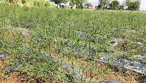 छत्रपती संभाजीनगर : उन्हाळी मिरची लावण्यासाठी शेतकऱ्यांची लगबग