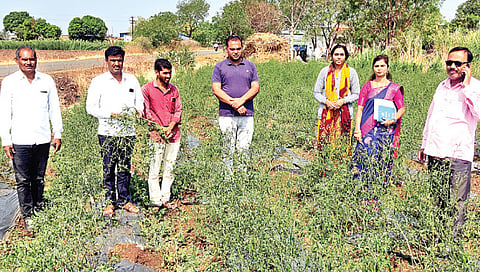 पन्हाळे : शेतकर्यांच्या पिकांचे पंचनामे करताना रायपूर मंडळ अधिकारी पी. जी. यादव, तलाठी कोमल धाडगे, कृषी सहायक अश्विनी जावरे, ग्रामसेवक विशाल सोनवणे आदी.(छाया : सुनील थोरे).