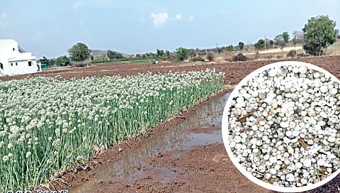 मेशी : दहिवड परिसरातील डोंगळ्याच्या शेतात साचलेले पाणी व गारा.