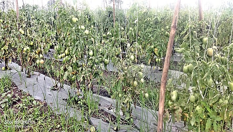 चांदवड : सप्टेंबर 2022 मध्ये तालुक्यात अतिवृष्टीसदृश पाऊस झाल्याने मोठ्या प्रमाणात नुकसान झाले होते. (छाया : सुनील थोरे)