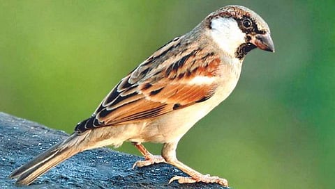 शहरातून चिऊताई भूर्र…. गावात दाणा-पाण्यामुळे चिवचिव