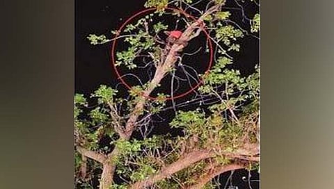 पोपट पकडण्यासाठी गेला अन पोपट झाला… अग्निशमन दलाकडून सुटका