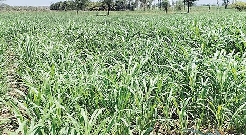 निमगाव दावडी : उन्हाळी बाजरीकडे खेड तालुक्यातील शेतकर्यांचा कल