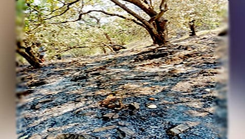 गोवा : तीन दिवस धुमसत असलेली साट्रे डोंगरावरील आग काही प्रमाणात आटोक्यात