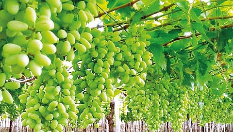 Nashik News : द्राक्ष उत्पादकाला सात लाखांचा गंडा, परभणीतील व्यापाऱ्याविरोधात गुन्हा