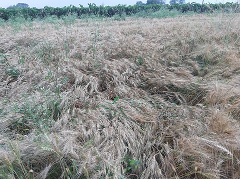 निफाड : अवकाळी पावसामुळे गहू पिकाचे झालेले नुकसान. (छाया : दीपक श्रीवास्तव)