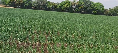 निफाड : अवकाळीमुळे कांदापातीचे झालेले नुकसान.