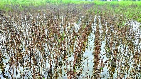 कर्जत : नुकसान भरपाईत तलाठ्याची टक्केवारी; थेट जिल्हाधिकार्यांकडे तक्रार