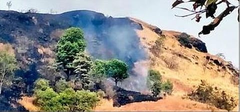 सातारा : पाचगणीलगतचा डोंगर होरपळला; वणव्यात सरपटणारे जीव भक्ष्यस्थानी