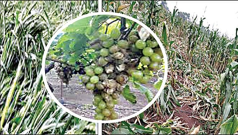 नाशिक : पंचनाम्यांची नुसतीच घाई; अनुदान देण्यात मात्र दिरंगाई !