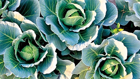 सांगली : पुढारी अॅग्रीपंढरी कृषी प्रदर्शनाचे शिवार सजले