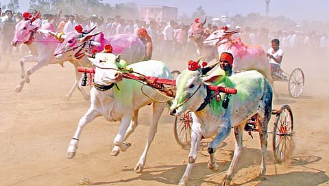 बैलगाडी शर्यतीला नियमांचा घुणा; जाचक अटींमुळे कारवाईचा धोका कायम