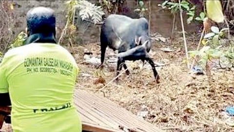 वास्कोतील भटकी गुरे मुक्त होणार