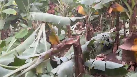 जळगाव: यावल येथे केळी बागेची नासधूस; २५ लाखांचे नुकसान