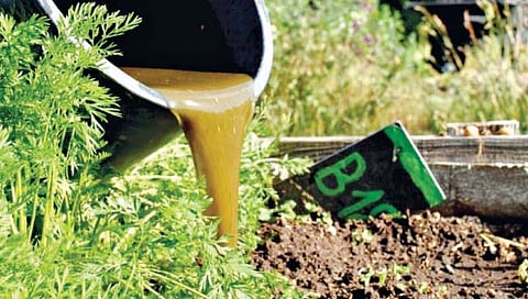 शेतीसाठी गोमूत्र व शेणाचा वापर वाढवा : नीती आयोग