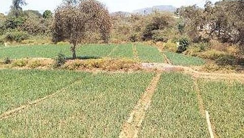 पालघर : बंधाऱ्यातील क्षारयुक्त पाण्यामुळे हंगामी रब्बीपिके धोक्यात