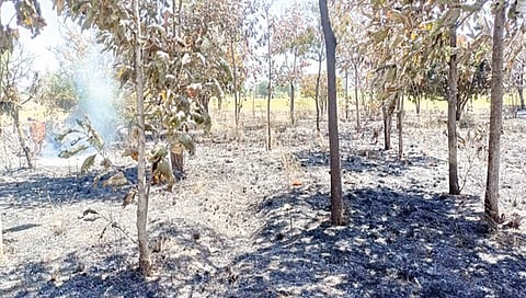 कणकोरी : येथील शेतात जळालेली सागाची झाडे.