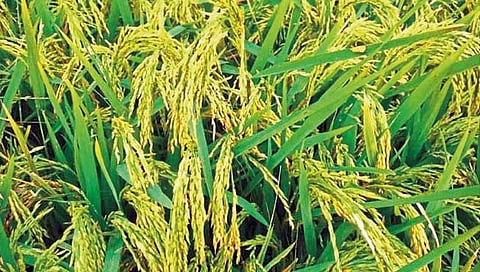 कोकणात पिकणार सुगंधी तांदूळ; शिरगाव केंद्राचे संशोधन