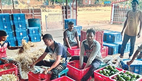 रत्नागिरी : हापूसचे यावर्षी 50 टक्केच उत्पादन!