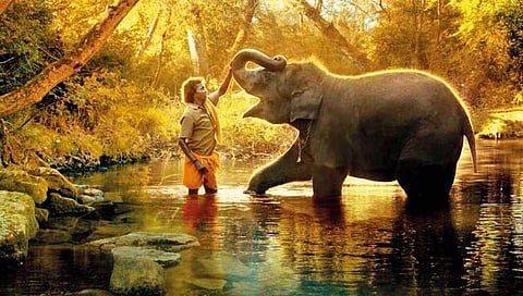 द एलिफंट व्हिस्परर्स 39 मिनिटांचा; तयार करायला लागली 5 वर्षे