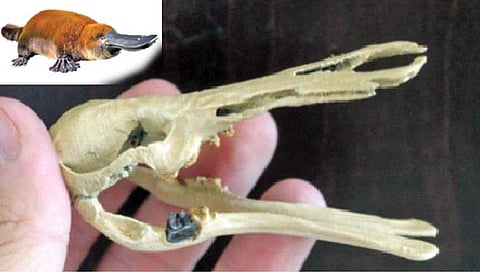 प्लॅटिपससारख्या प्राण्याच्या जीवाश्माचा शोध