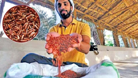 सर्वात महागडा तांदूळ : सौदी अरेबियाच्या वाळवंटात पिकतो; स्वादिष्ट, पोषणमूल्यांचा, जगभरातील श्रीमंत लोकांची मागणी
