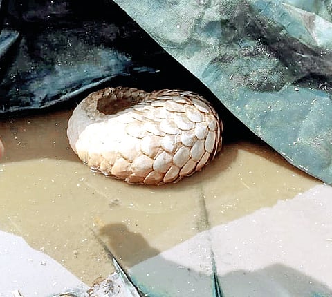 चिपळूण : धामणवणे येथे खवले मांजरास जीवदान