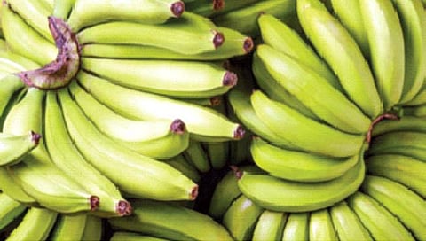कच्ची केळी वजन घटवण्यासाठीही उपयुक्त