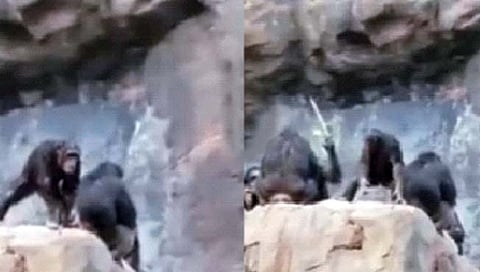 ‘वात्रट कार्ट्या’ला चिम्पांझी मातेने बदडले!