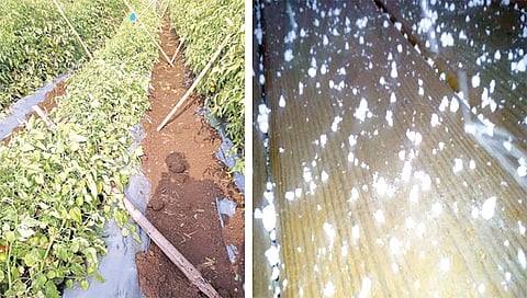 पिंपळगाव मोर : बेमोसमी पावसामुळे भुईवर पडलेले टोमॅटो शेती आणि गारांचा पडलेला खच.