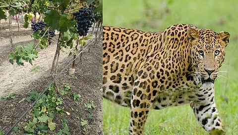 बिबट्या,www.pudhari.news