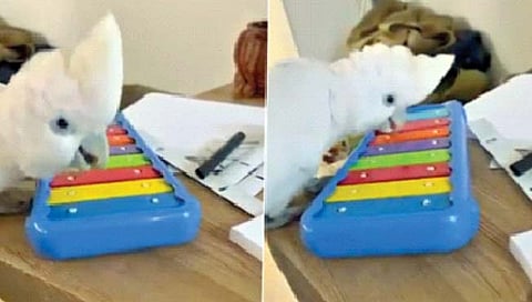 पियानो वाजवणारा पोपट!