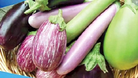 वांग्याचे ‘हे’ आहेत आरोग्यदायी फायदे, जाणून घ्या अधिक