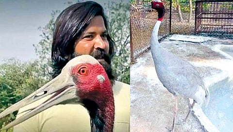 मित्राची ताटातूट झाल्याने खिन्न झाले सारस