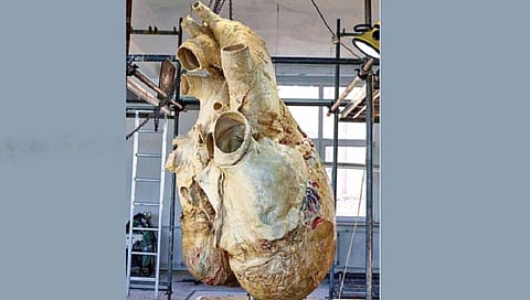 निळ्या देवमाशाचे भले मोठे हृदय!