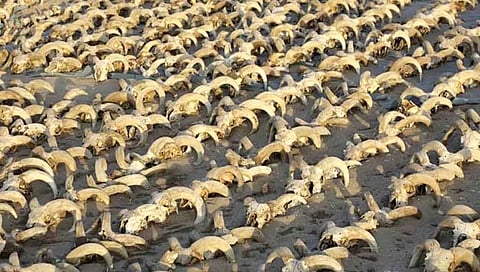 Egyptian mummy : इजिप्तमध्ये 2 हजार मेंढ्यांच्या डोक्याची ममी